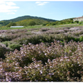 Journée aromatique Vendredi 10h-16h* (*assurée à