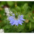 Fleurs de mon jardin 29