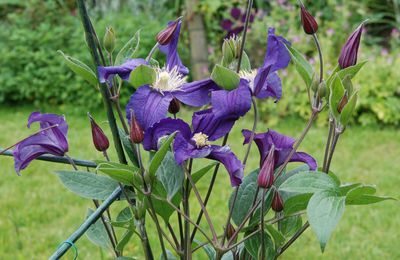 Clematis 'Blue Pirouette'