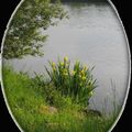 Iris jaunes au bord de la Deûle - Lambersart (Nord)