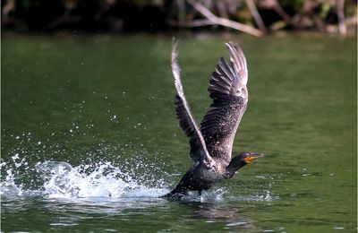 Carnet de voyage, nouvelles photos d'oiseaux