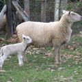 plein de petits animaux et aussi des grands et gros 