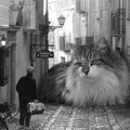 le chat est dans la ville 