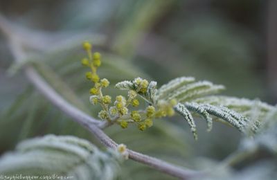 Matin givré #2