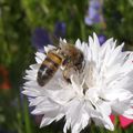 Pétition contre le massacre des abeilles par les pesticides.