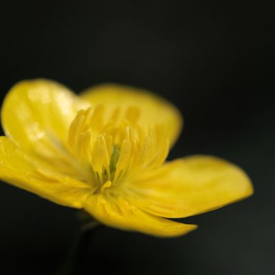 Fleur