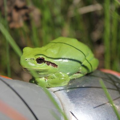 Bonjour, voici ce que j'ai trouvé en nettoyant ma