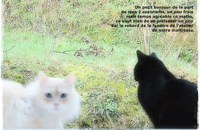 Un tit bonjour de mes chats et rappel de mon jeu