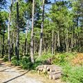 Une crise sanitaire majeure touche plusieurs forêts en France