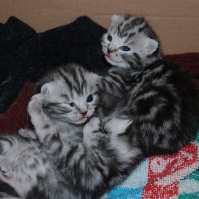 Semaine 2, les chatons commencent à ouvrir les yeux !