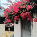 les fleurs de CHIANGMAI 
