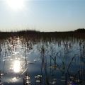 Le Botswana : immersion dans le delta de l'Okavango 3