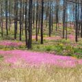 le printemps au milieu des arbres calcinés