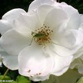 Sauterelle verte sur la rose Fée des Neiges