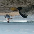 le petit oiseau va encore sortir