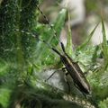 Cerambycidae : Agapanthia