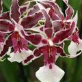 Meung-sur-Loire-Orchidées