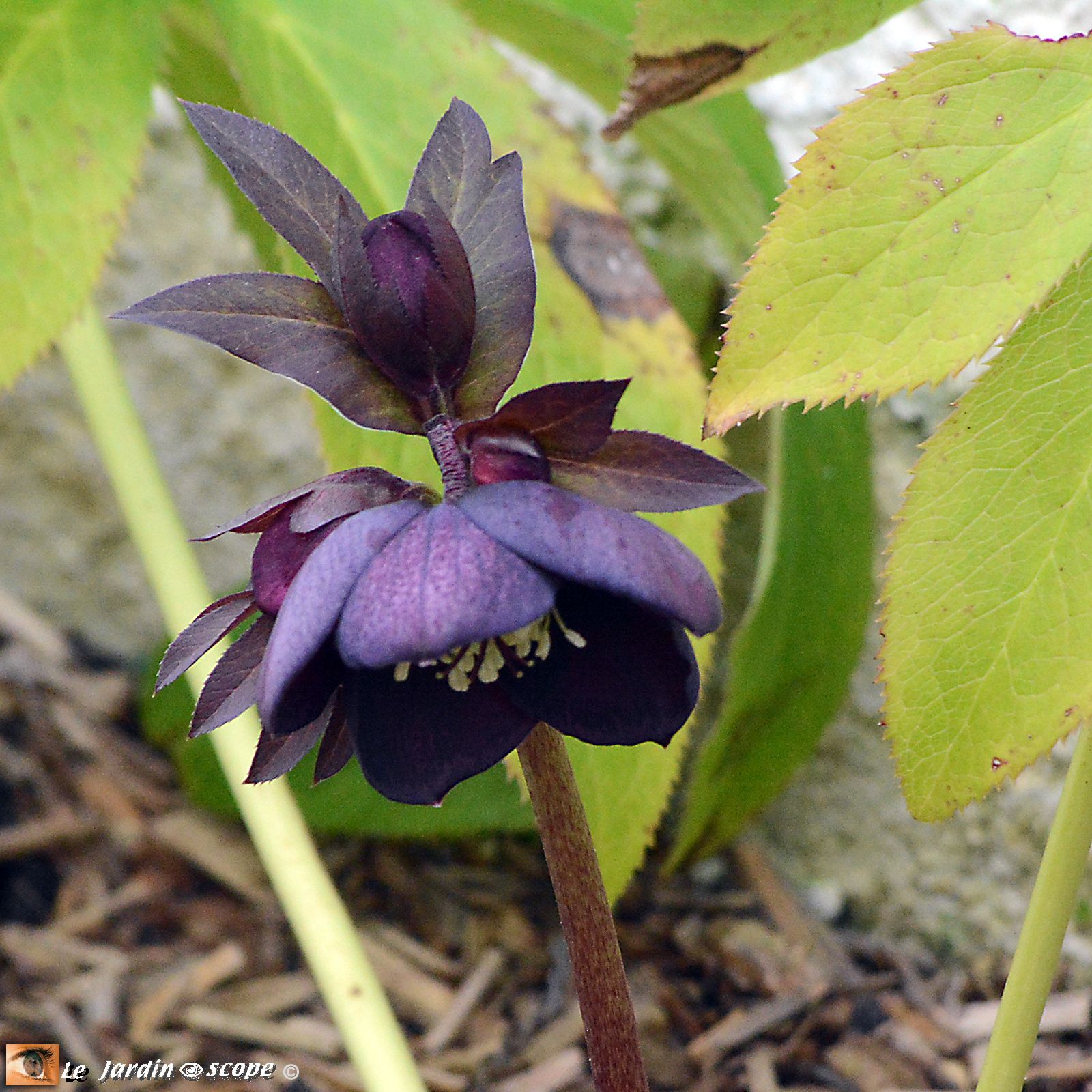 Hellébore hybride • Helleborus hybridus