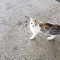 Petite chatte jetée à l'aéroport - SARANA