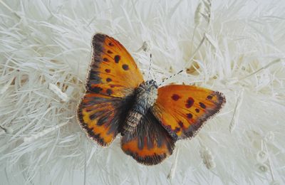 Ou papillon ???