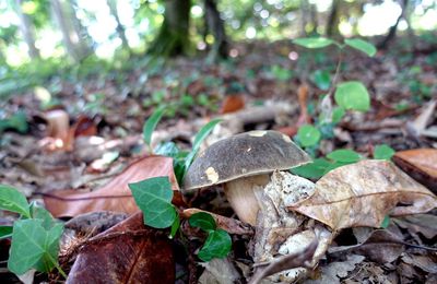 Saison des cèpes 2018 : une histoire d'eau.