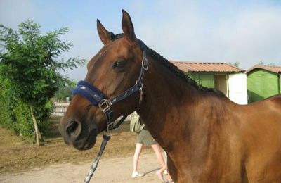 Présentation des chevaux