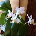 ♥ Deuxième orchidée en fleurs ♥