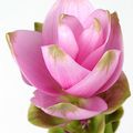 CURCUMA