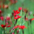 Petites fleurs des champs