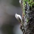 une jolie rencontre , un grimpereau des bois