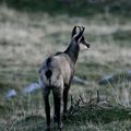 CHAMOIS 