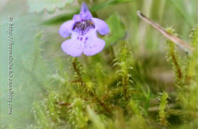 Lierre terrestre * Ground ivy