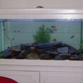 Mes poissons