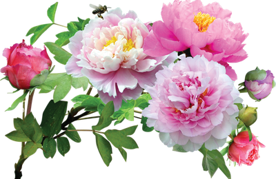 Carte Anniversaire pour Sissi94