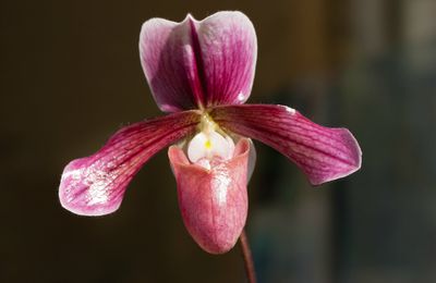 Paphiopedilum "Robin Hood", floraison 2014