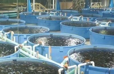  Comment se lancer dans l'aquaculture 