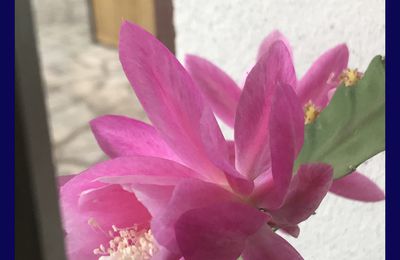 L'EPIPHYLLUM WENDY