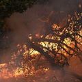 Incendies en Californie