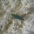 Le p'tit insecte bleu turquoise