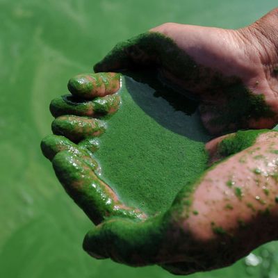 Composition de la spiruline, pourquoi est elle si riche ?