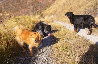 DOLIE, VESTA ET LE BONHOMME DE NEIGE