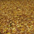 Tapis de feuilles