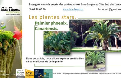 🌴Palmier PHOENIX Canariensis par Paysagiste Pays Basque et Paysagiste Landes.