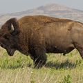 ETATS-UNIS - Quand les Bisons reviennent, les prairies refleurissent