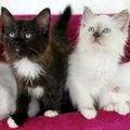 chatons déjà réservés , qui vont bientôt quitter le nid !