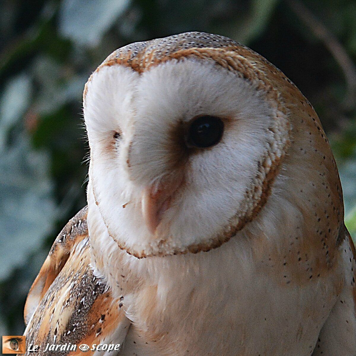 Les oiseaux et la sorcellerie 