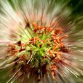 Les graminées en floraison , le pennisetum