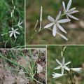 Phalangère à fleur de lis (Asparagacées)