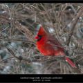 Janvier 2014 - rouge cardinal