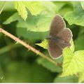Tristan : Aphantopus hyperantus